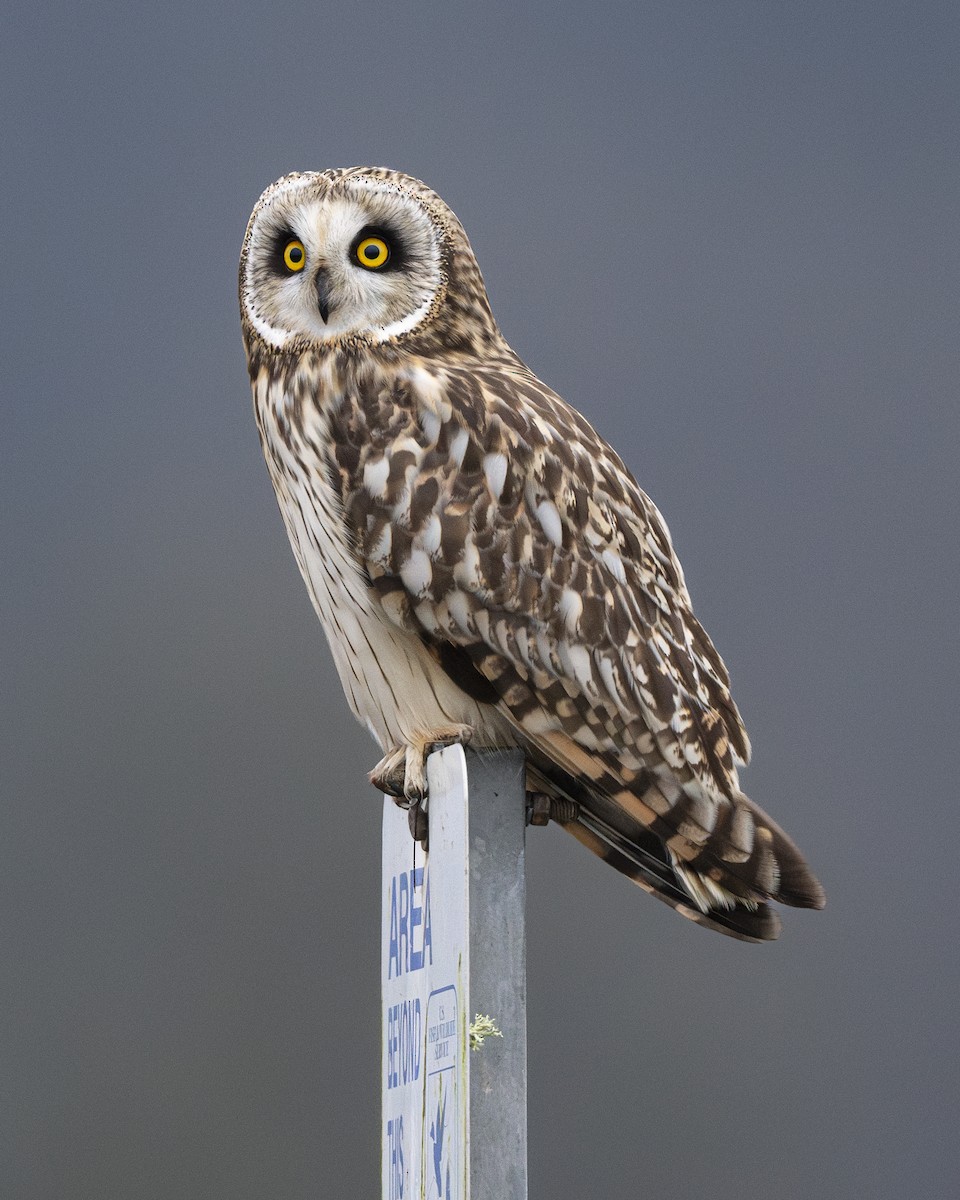 Short-eared Owl - ML613545868