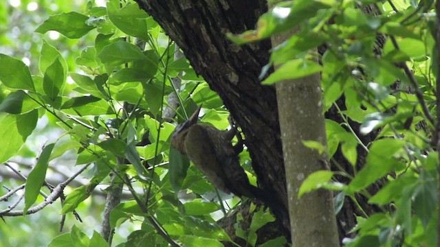 Laced Woodpecker - ML613546170