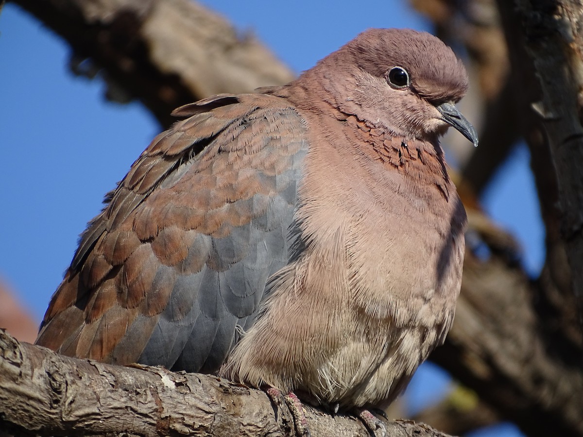Laughing Dove - ML613546301