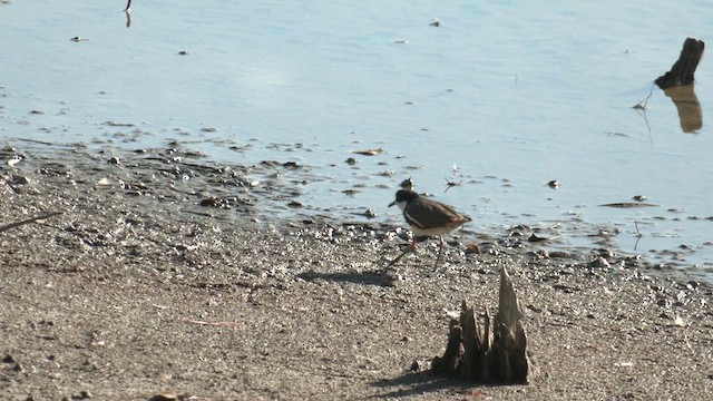Red-kneed Dotterel - ML613546331
