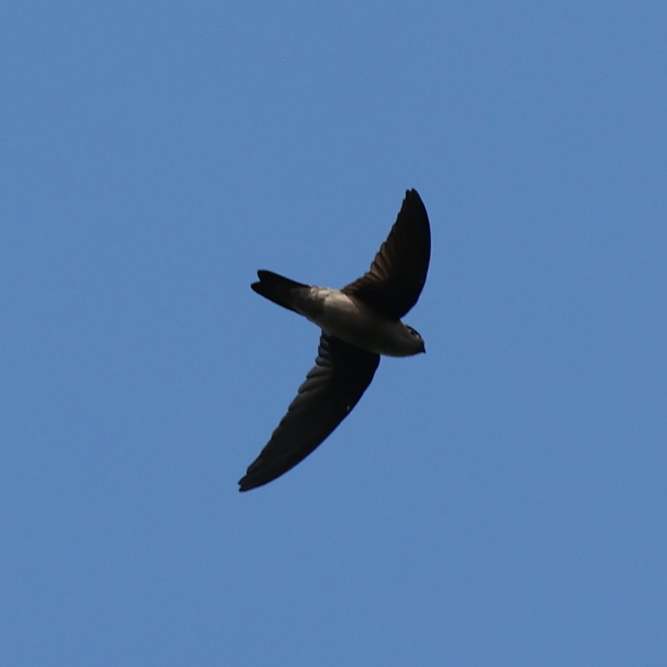 Indian Swiftlet - ML613546703