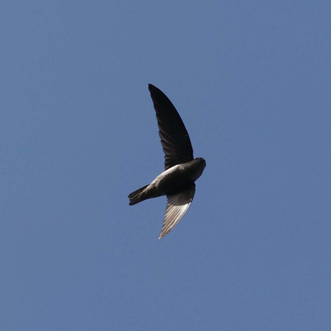 Indian Swiftlet - ML613546704