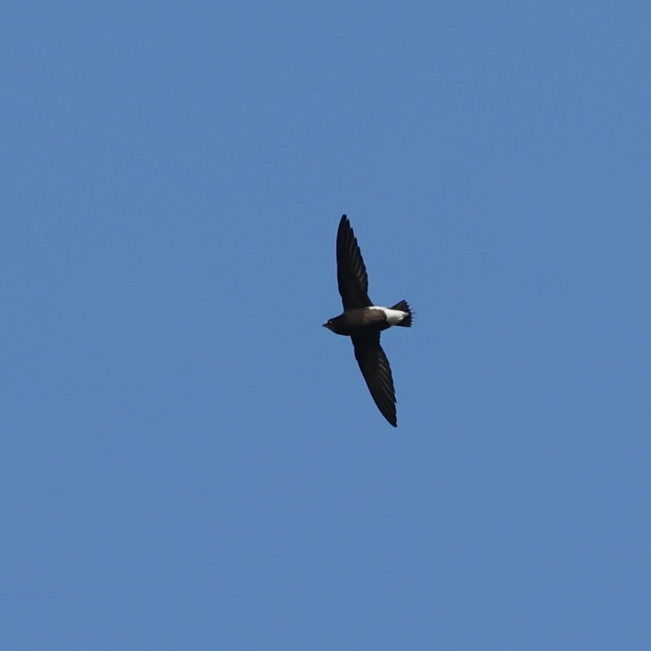 Brown-backed Needletail - ML613546724