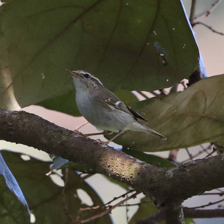 Yellow-browed Warbler - ML613546800