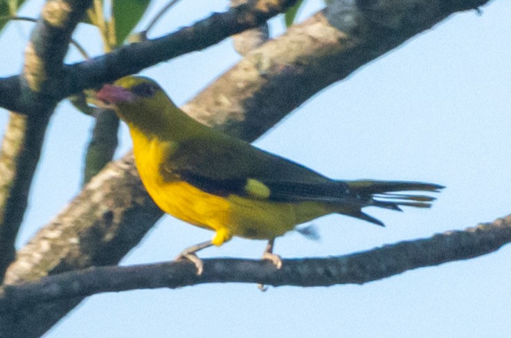 Indian Golden Oriole - ML613546866