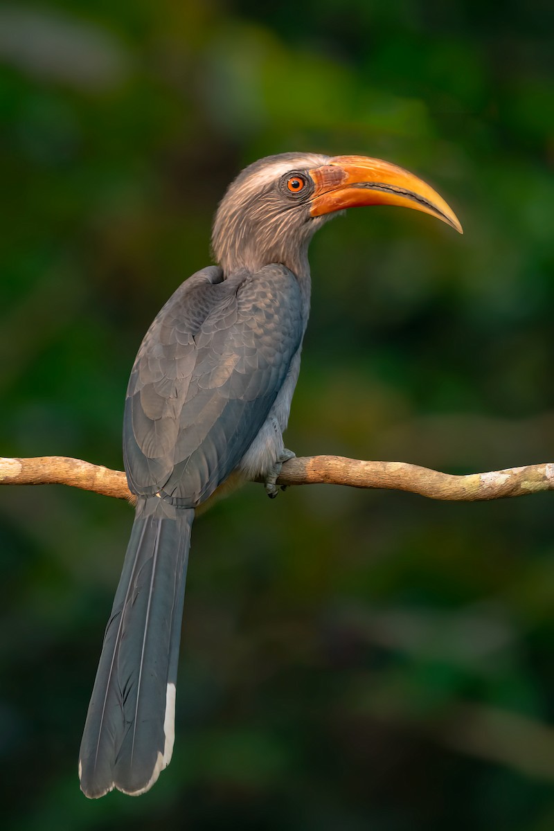 Malabar Gray Hornbill - Rajkumar Das