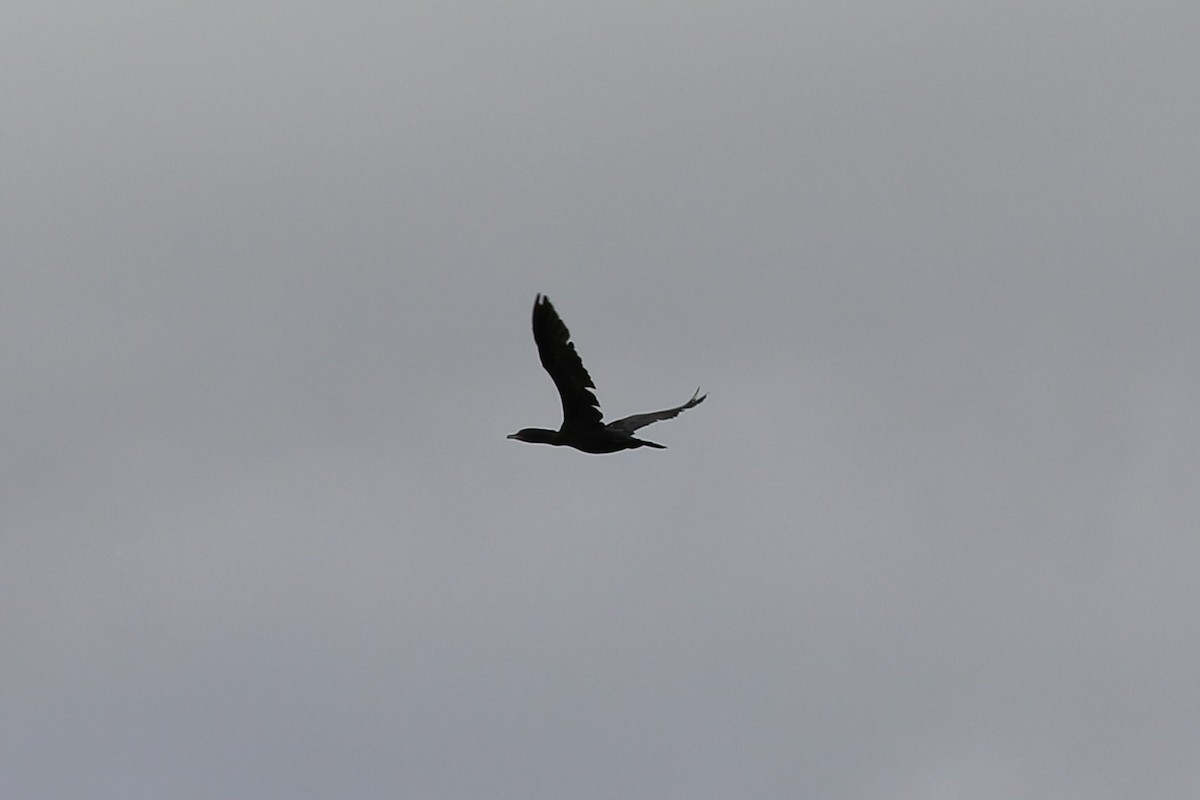 Little Black Cormorant - ML613547168