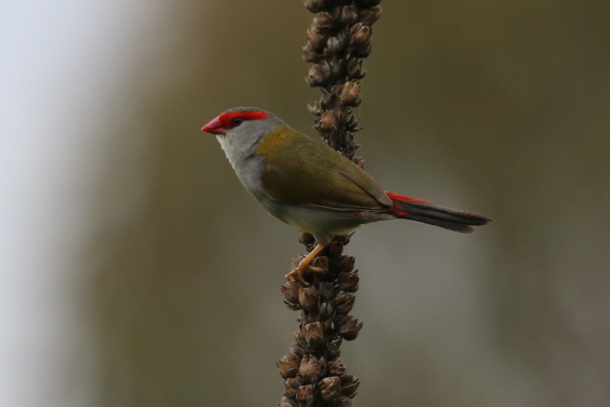 Red-browed Firetail - ML613547196