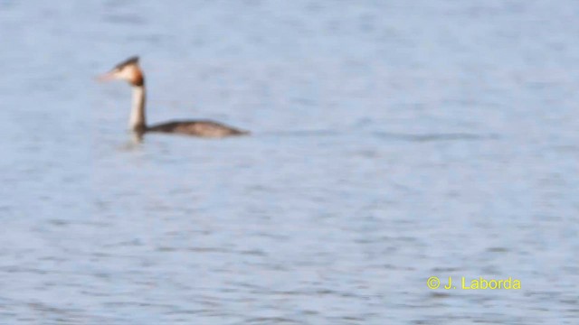 Great Crested Grebe - ML613547481