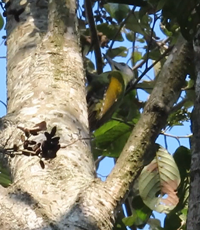 Gray-headed Woodpecker (Black-naped) - ML613547597