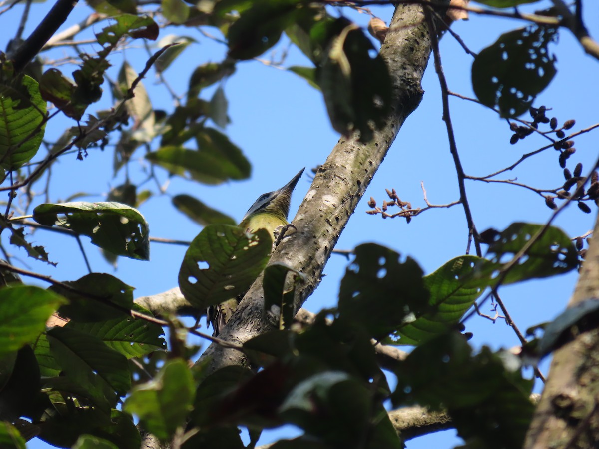 Gray-headed Woodpecker (Black-naped) - ML613547598