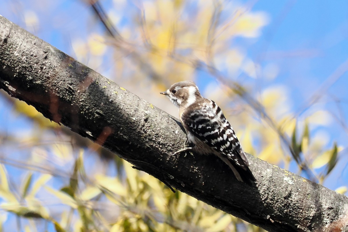 Japanese Pygmy Woodpecker - ML613547681