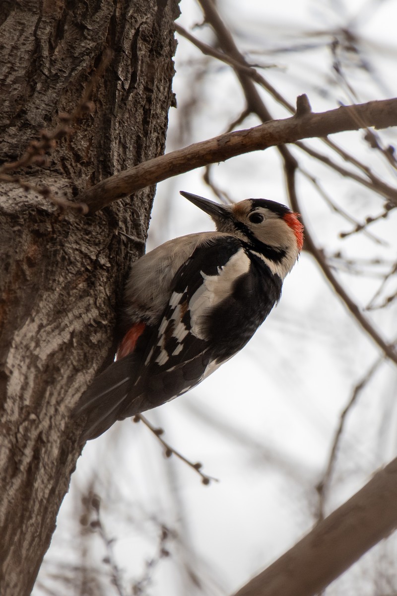 Syrian Woodpecker - ML613547683