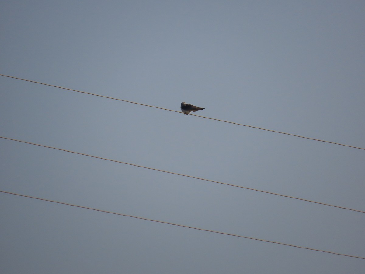Black-winged Kite - ML613547743