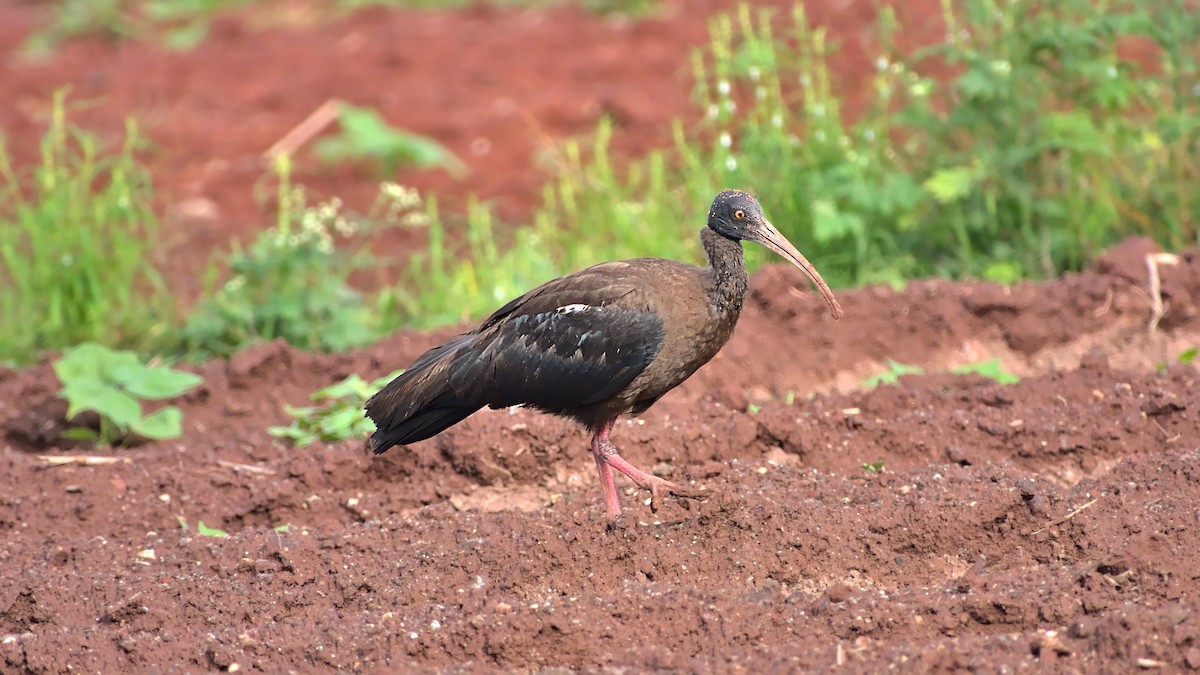 ibis bradavičnatý - ML613547818