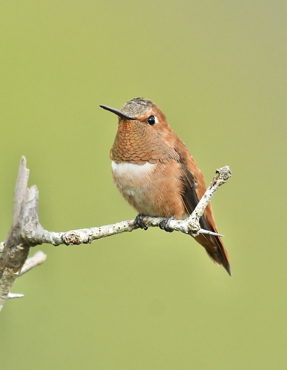 Rufous Hummingbird - ML613548158