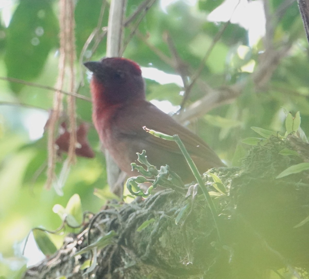 Red-crowned Ant-Tanager (Red) - ML613548192