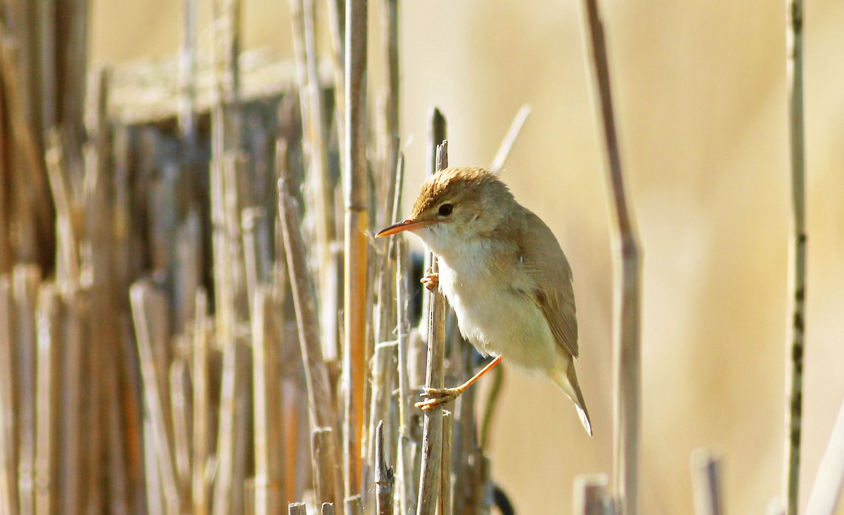 Common Reed Warbler - ML613549092