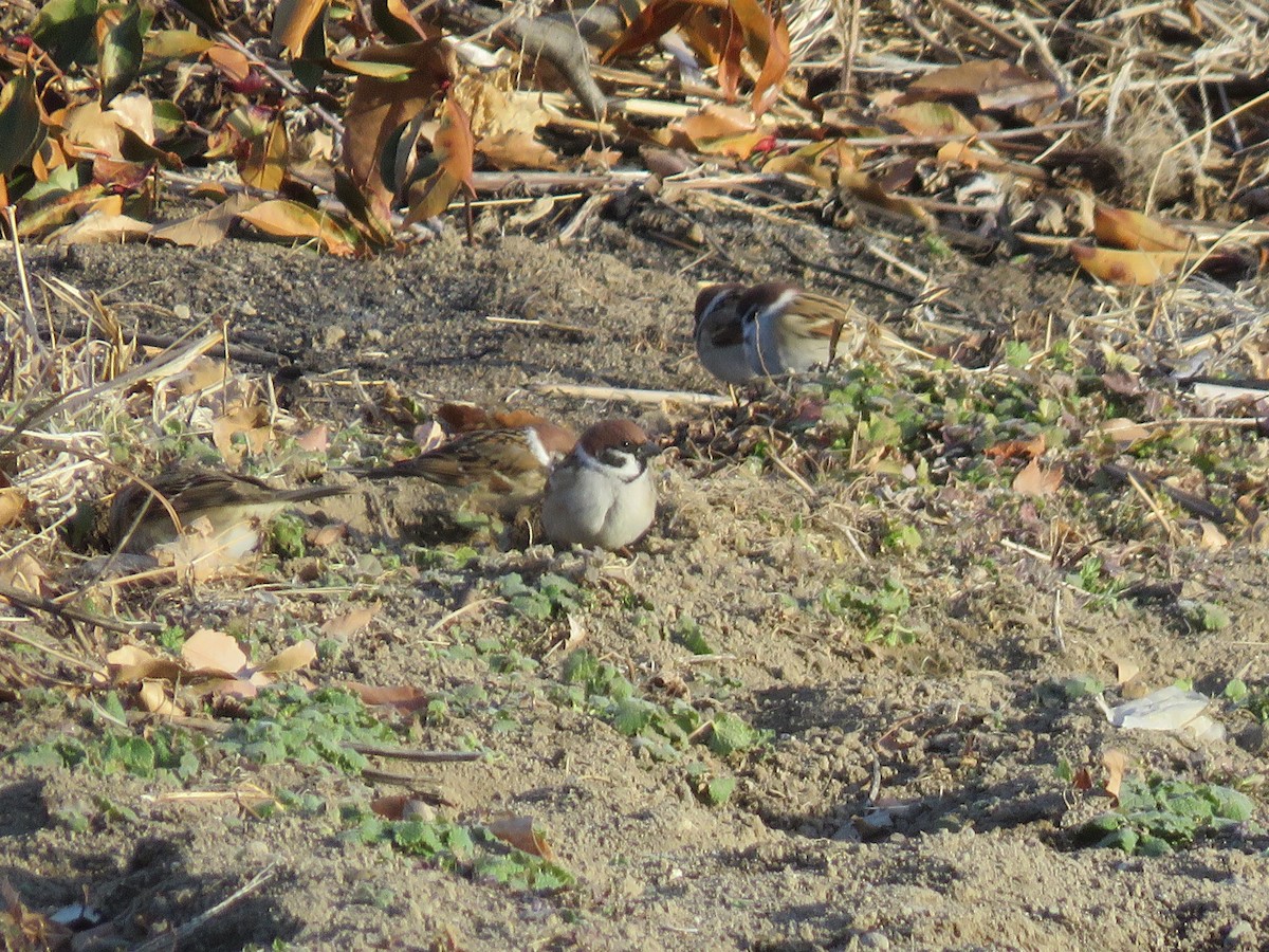 Eurasian Tree Sparrow - ML613549171