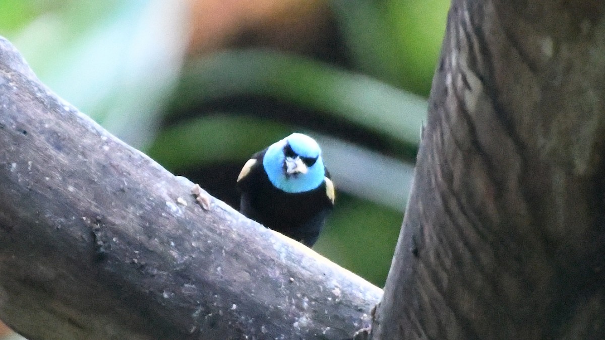 Blue-necked Tanager - ML613549299