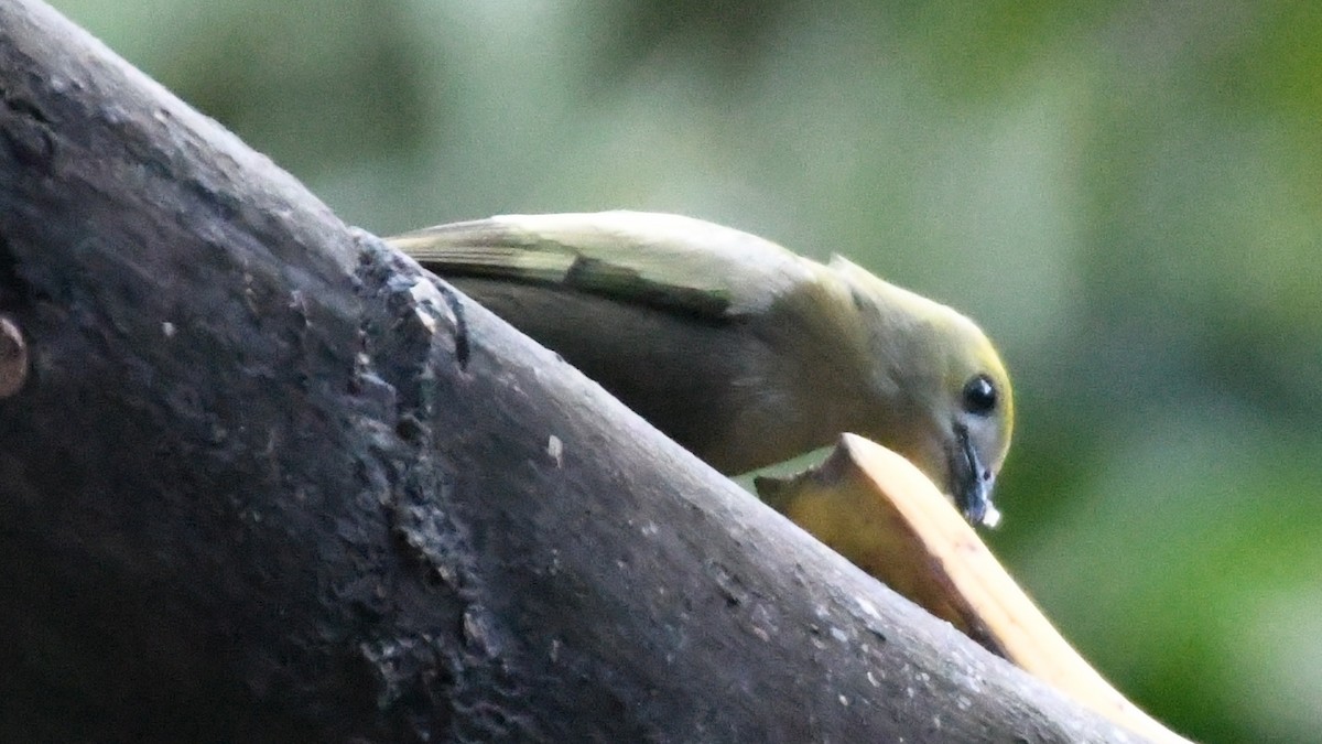 Palm Tanager - ML613549301