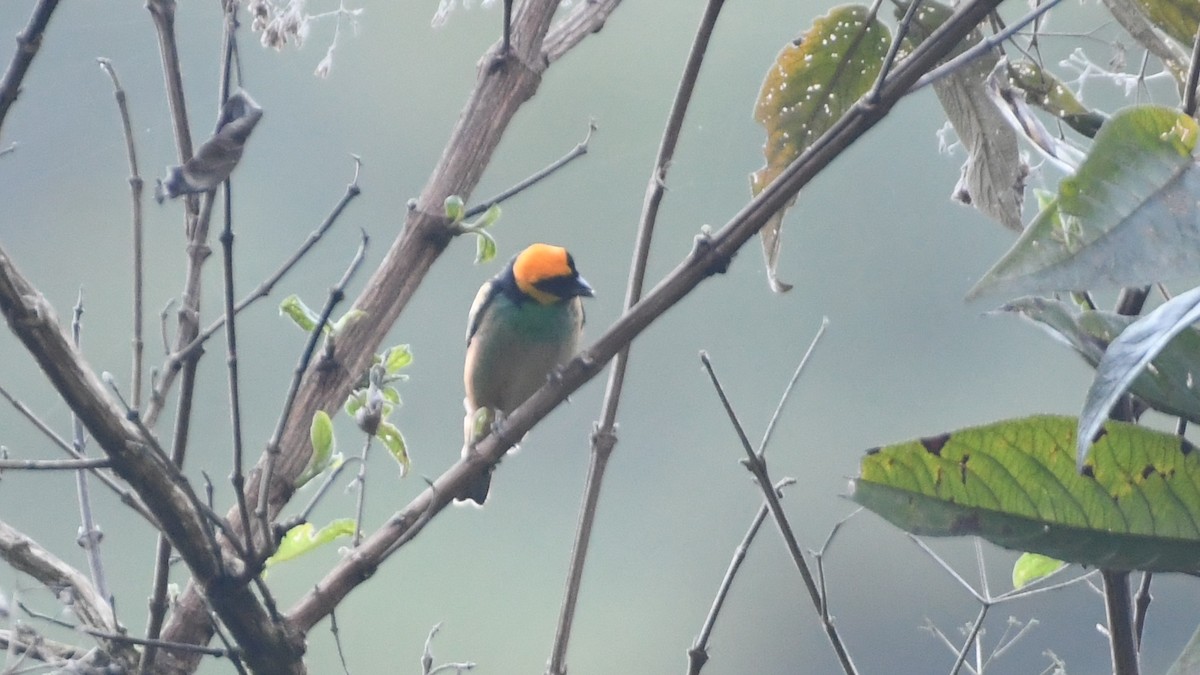 Saffron-crowned Tanager - ML613549303