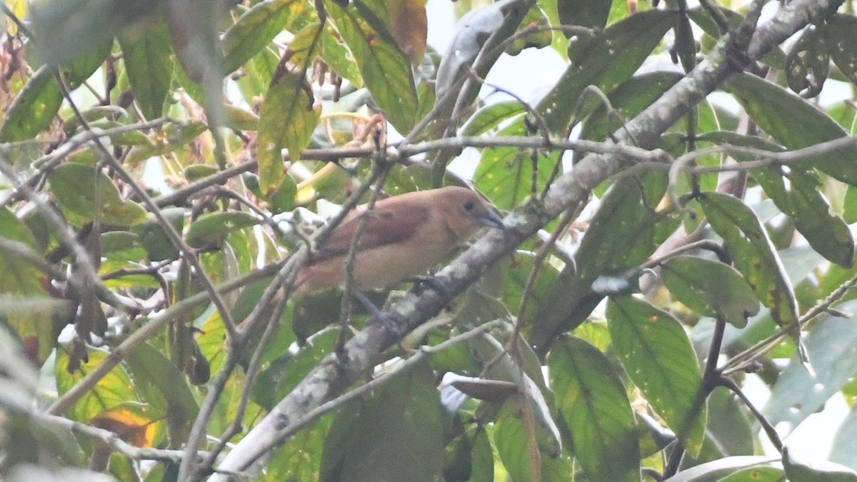White-lined Tanager - ML613549308