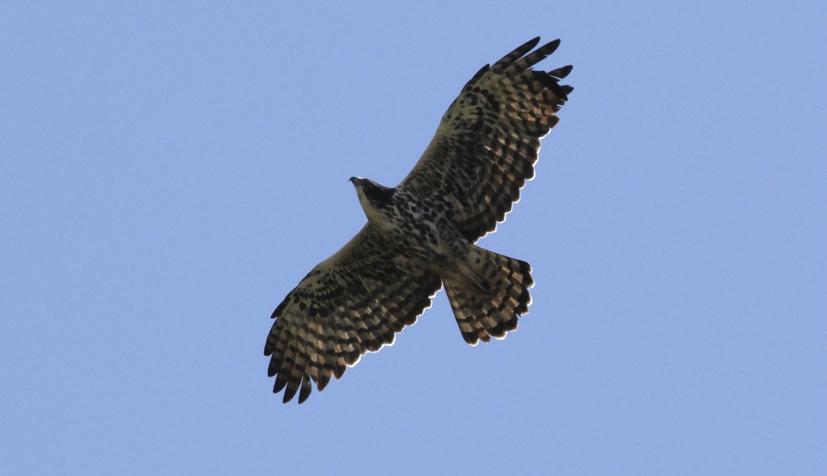 Ayres's Hawk-Eagle - ML613549466