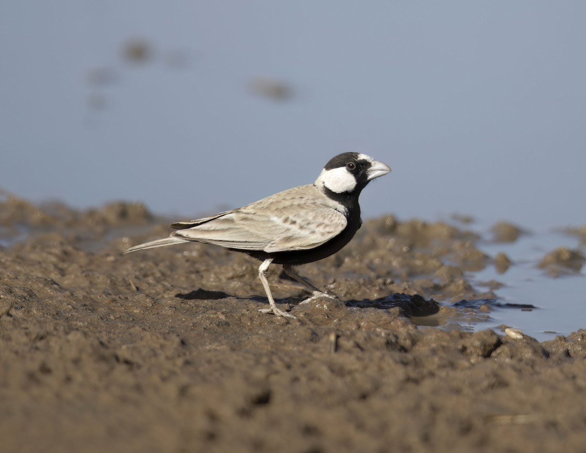 Black-crowned Sparrow-Lark - Huw Roberts