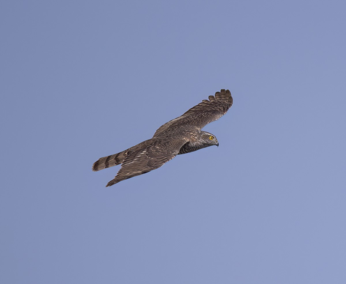 Eurasian Sparrowhawk - ML613549663