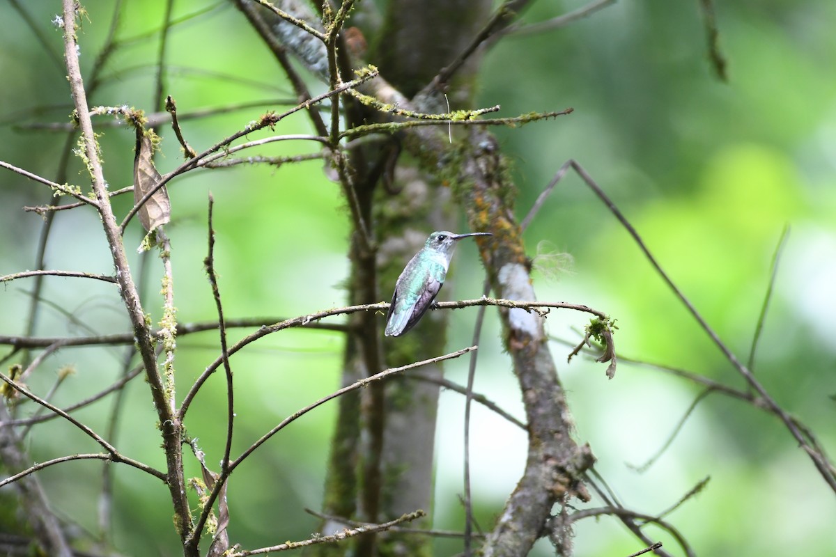 White-bellied Hummingbird - ML613549730