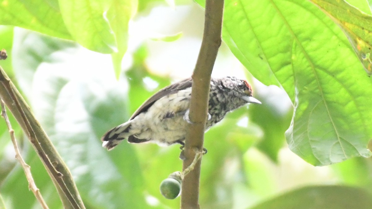 Ocellated Piculet - ML613549740
