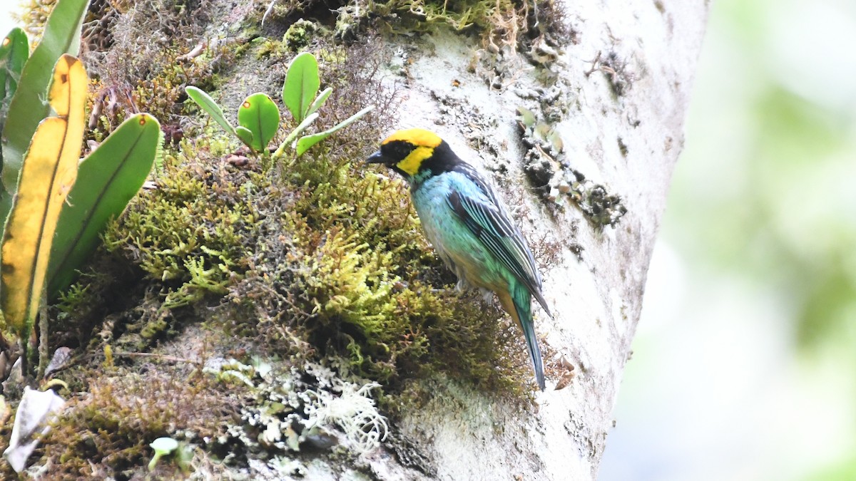 Saffron-crowned Tanager - ML613549742