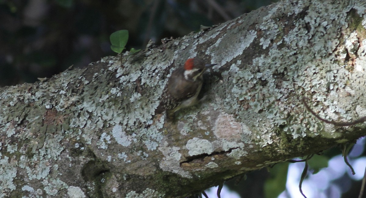 Brown-backed Woodpecker - Anabel&Geoff Harries