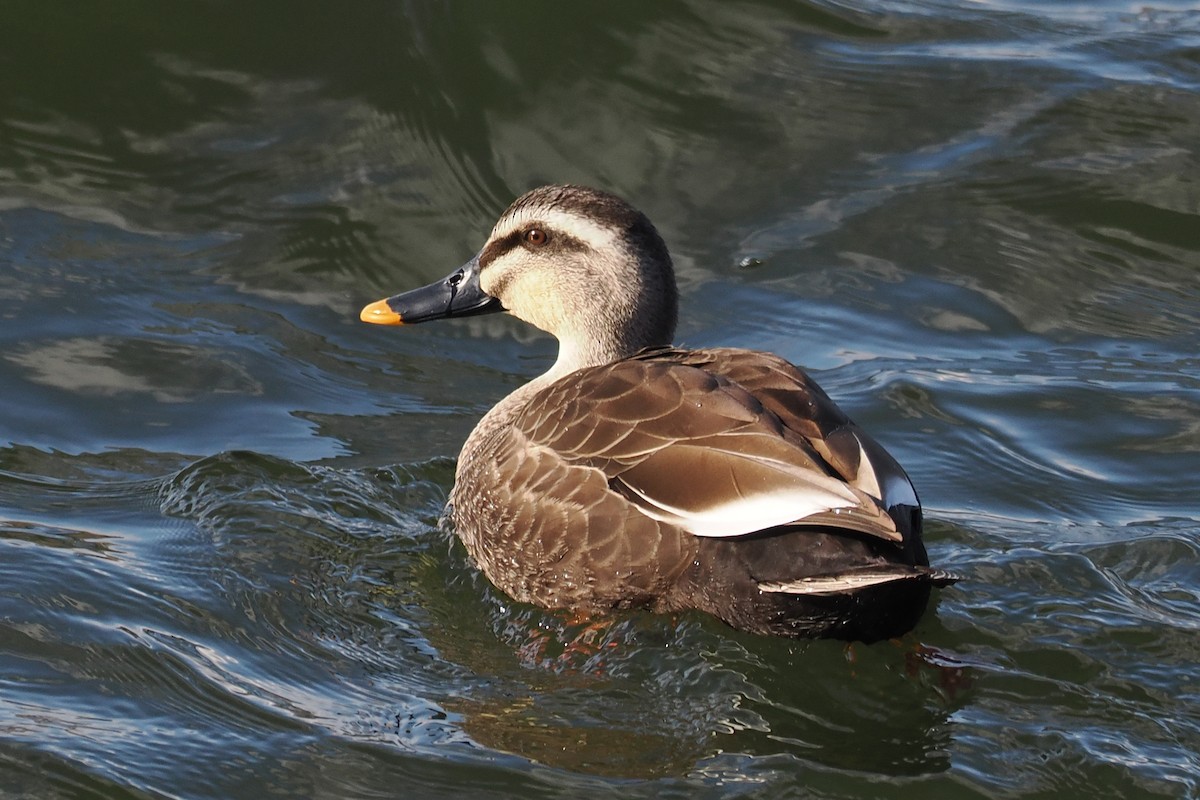 Eastern Spot-billed Duck - ML613549904