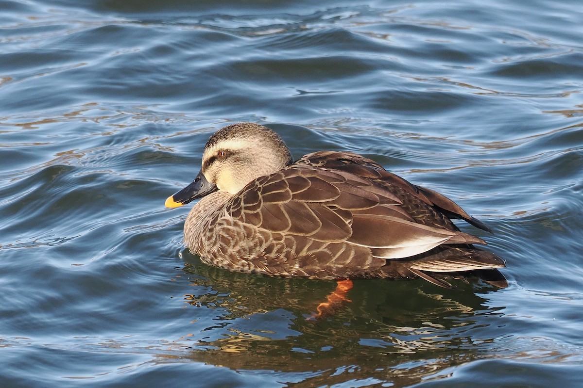 Eastern Spot-billed Duck - ML613549923