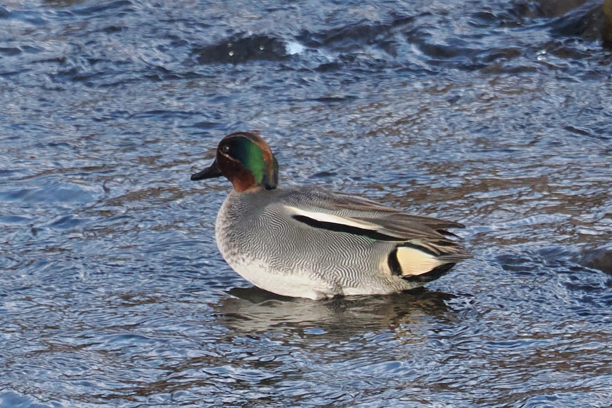 Green-winged Teal - ML613550027