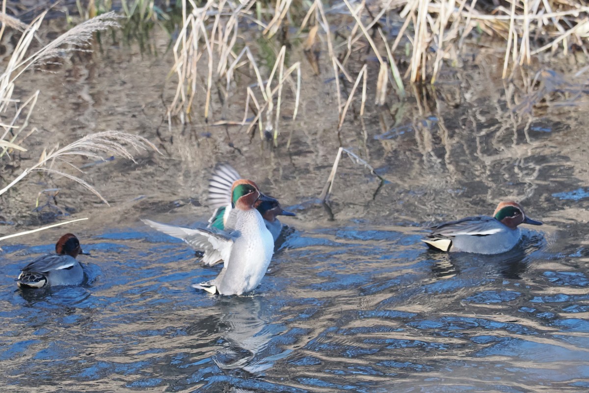 Green-winged Teal - ML613550028