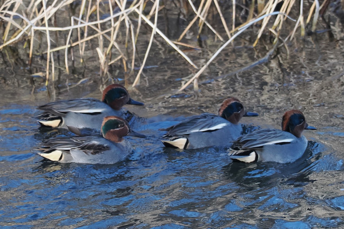 Green-winged Teal - Donna Pomeroy