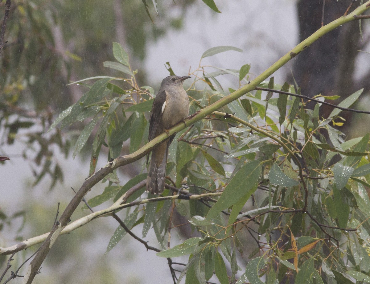 Brush Cuckoo (Australasian) - ML613550163