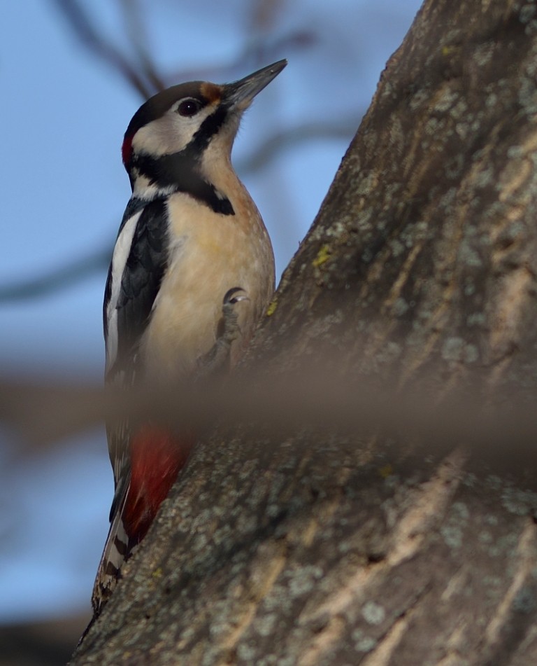 Great Spotted Woodpecker - ML613550254