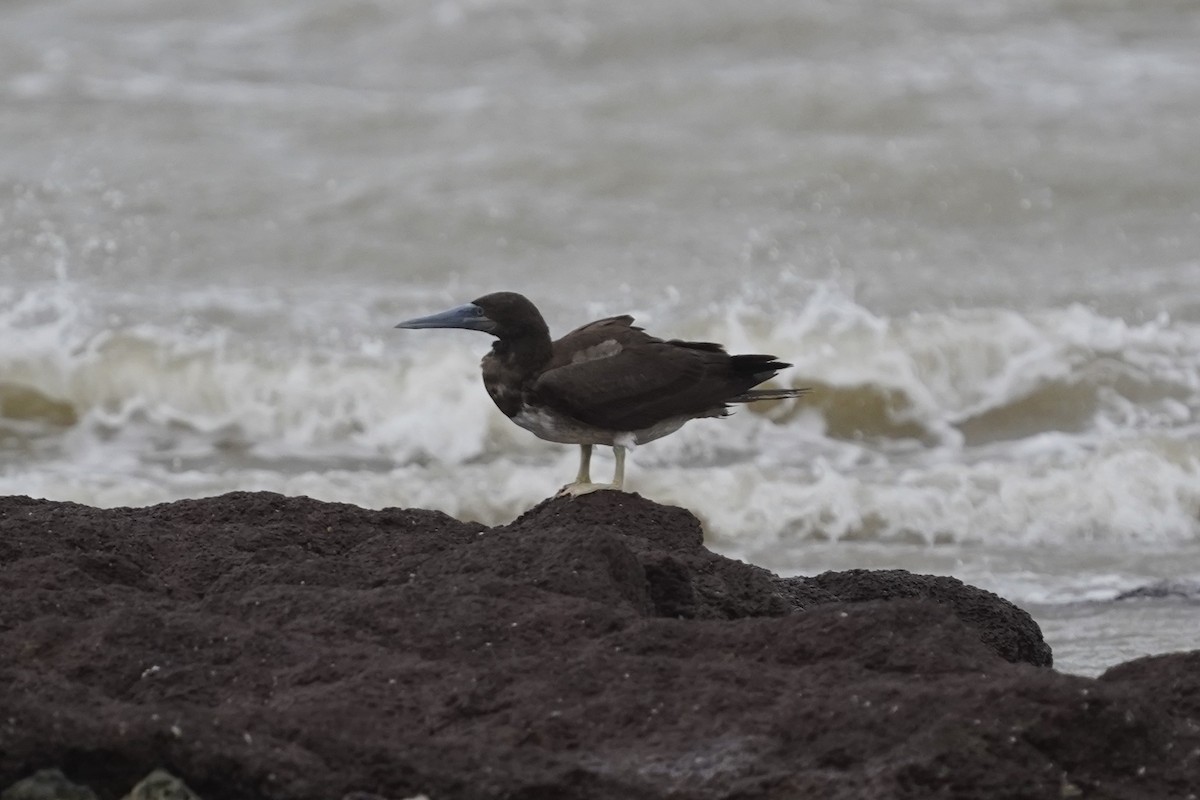 Brown Booby - ML613550309
