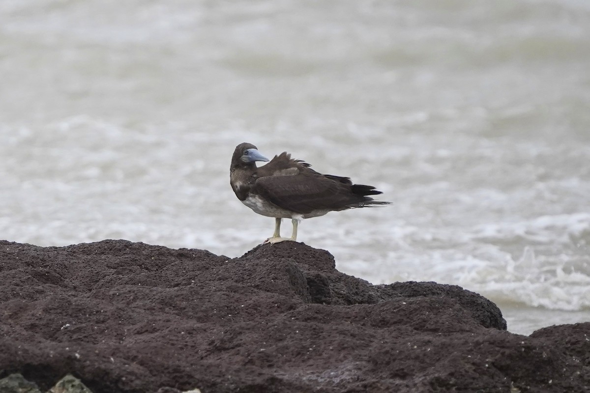 Brown Booby - ML613550310
