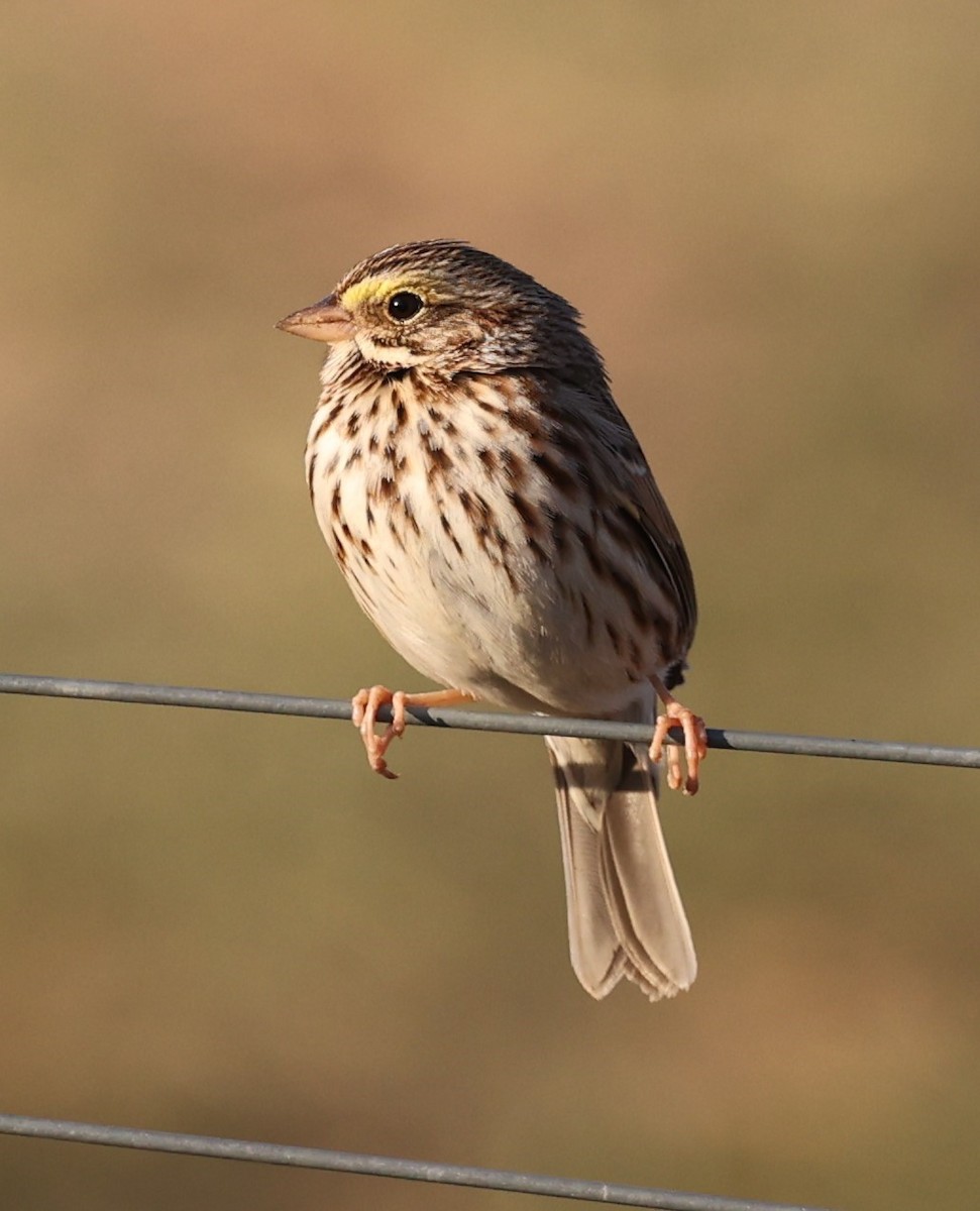 Savannah Sparrow (Savannah) - ML613550560