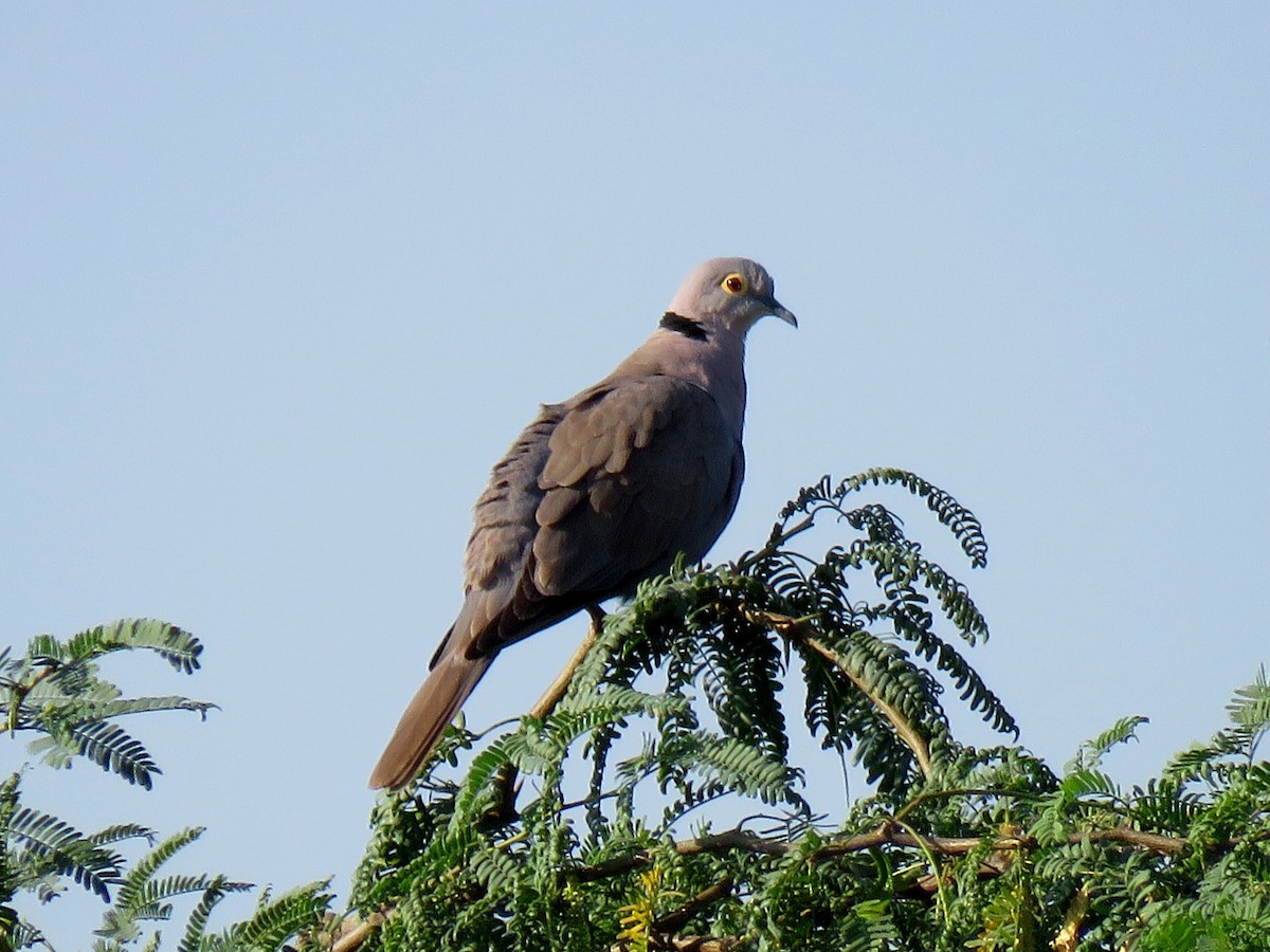 Burmese Collared-Dove - ML613550720
