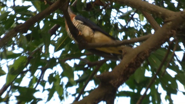 Red-chested Cuckoo - ML613550764
