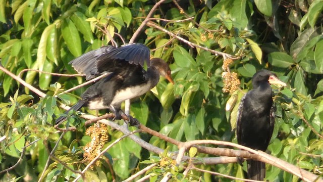 Long-tailed Cormorant - ML613550772