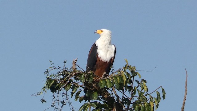 African Fish-Eagle - ML613550785