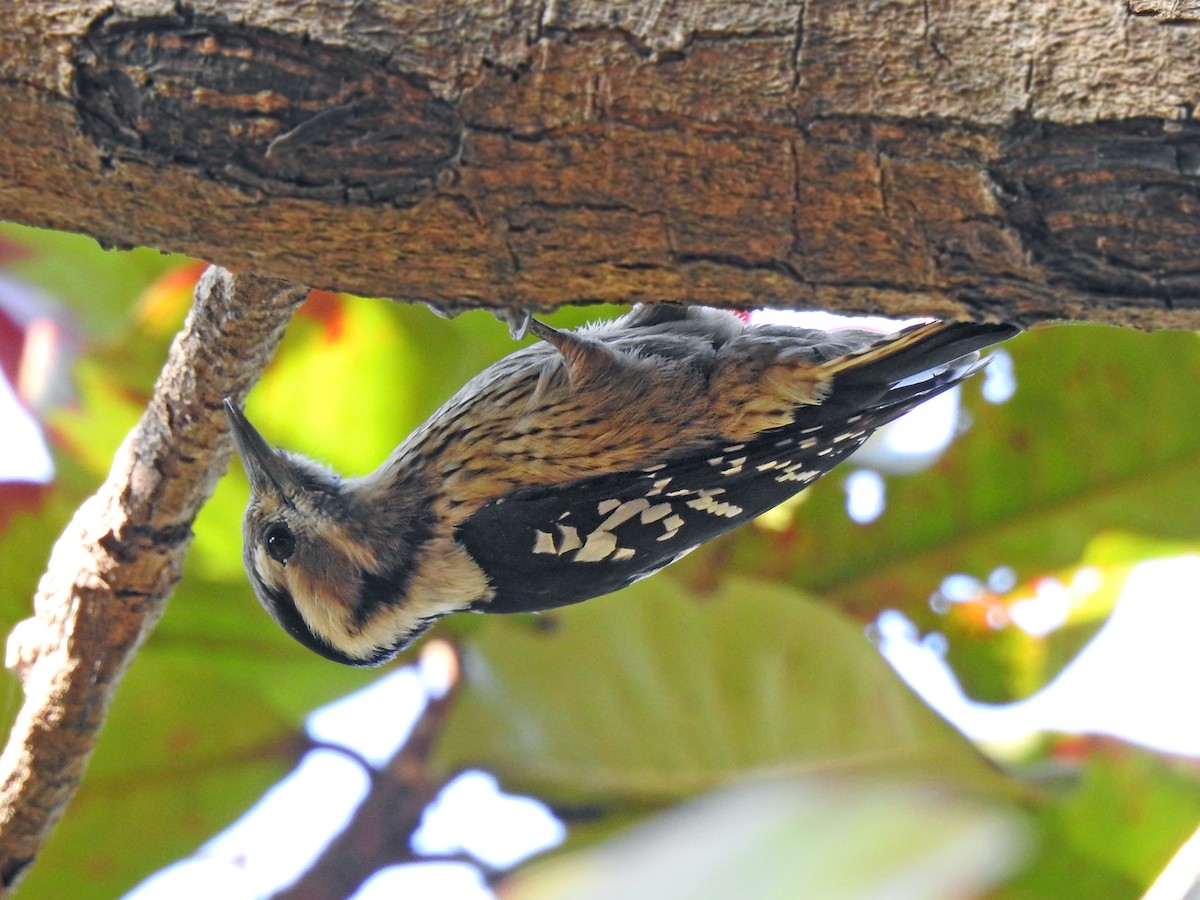 Gray-capped Pygmy Woodpecker - ML613550790