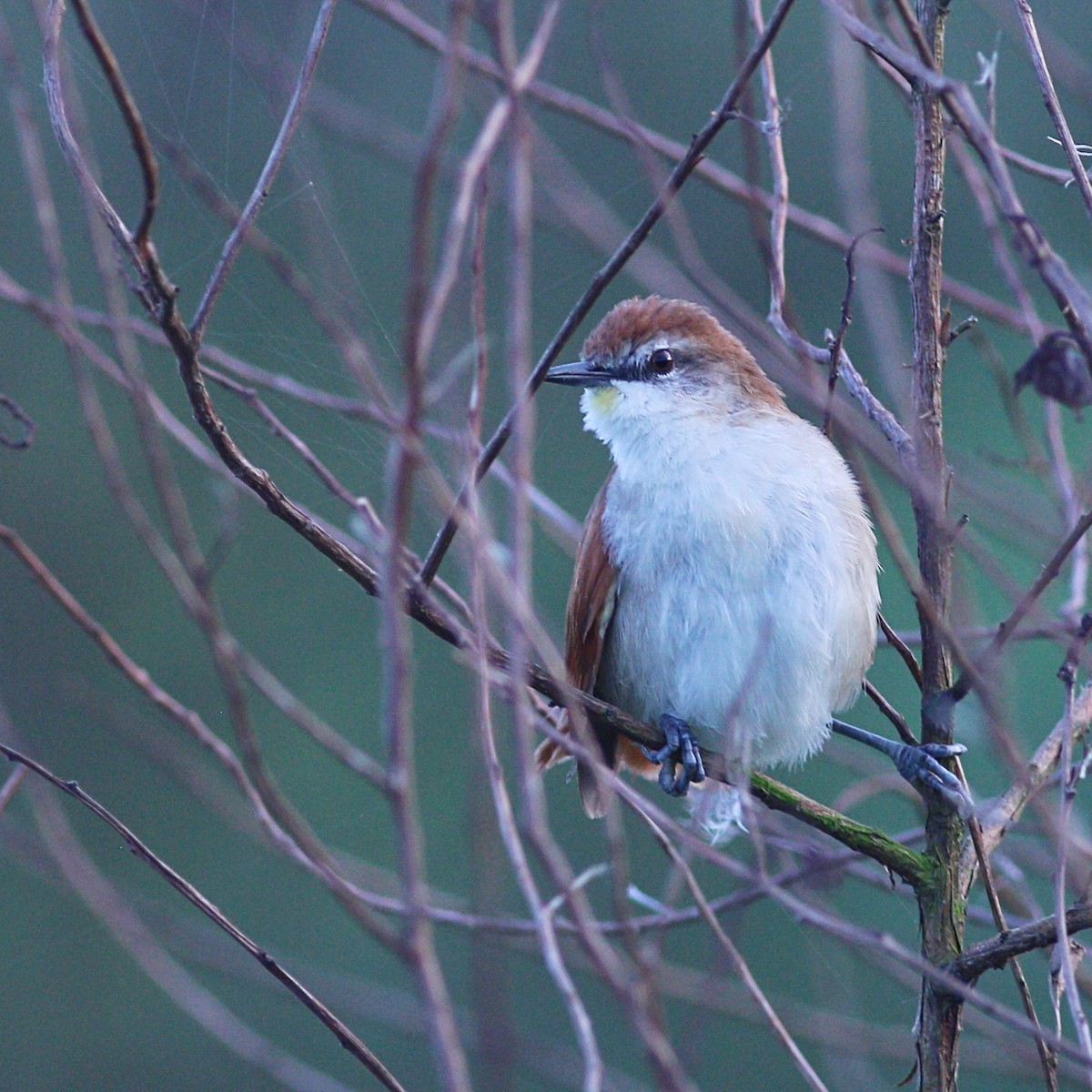 Yellow-chinned Spinetail - ML613550807